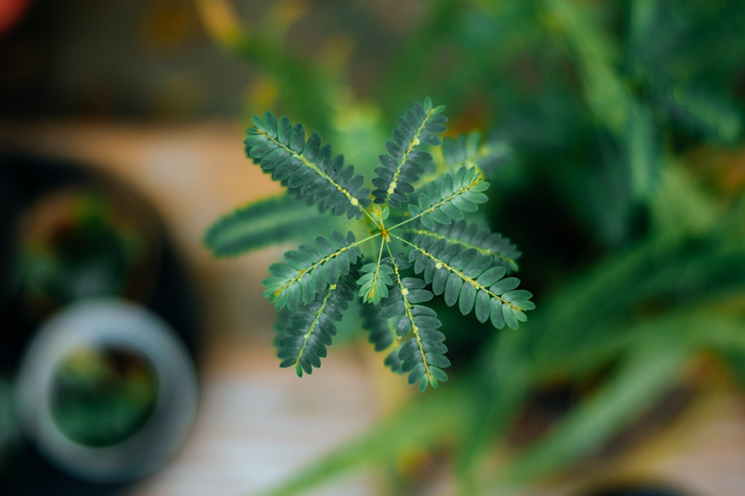 a close up of a green plant