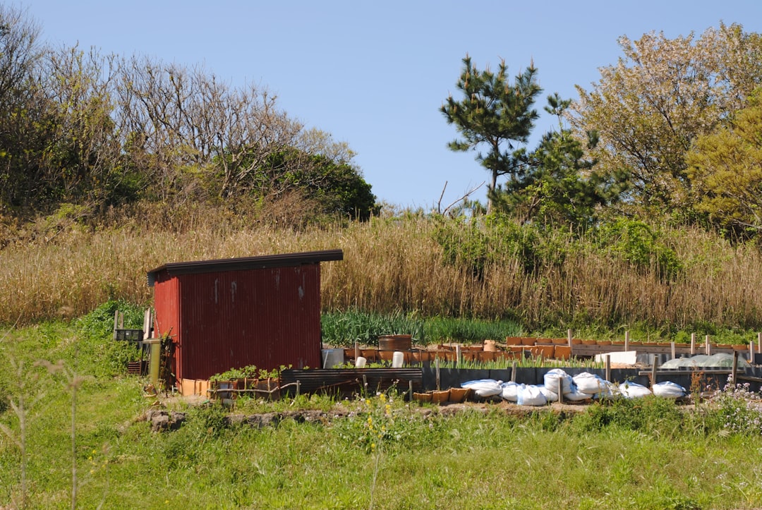 Red chicken coop with garden beds and white chickens