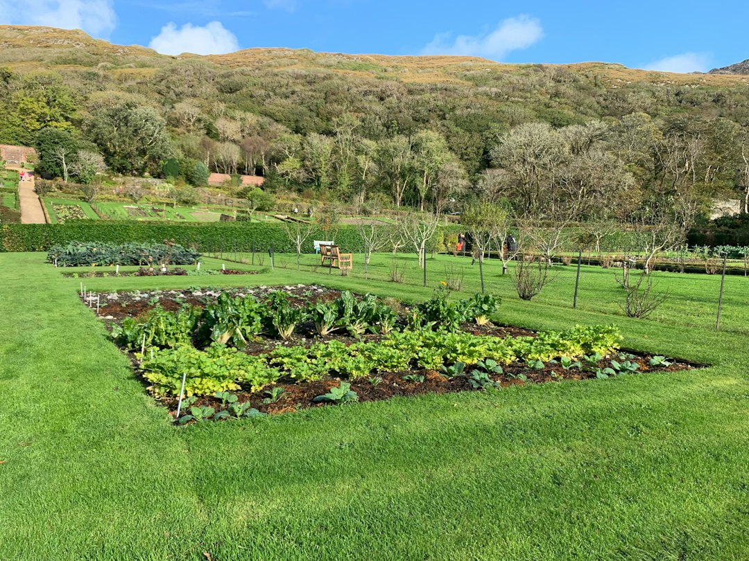 a lush green field filled with lots of plants